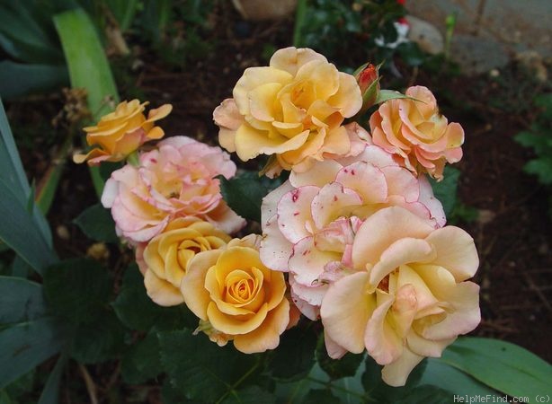 'Indian Fema' rose photo