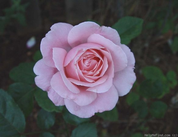 'Natali ® (floribunda, Tantau, 1981)' rose photo