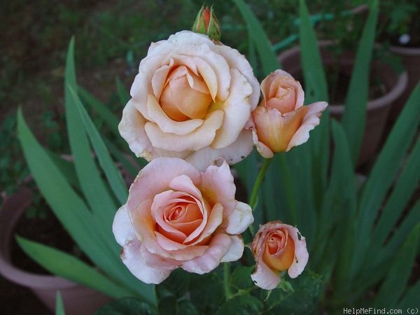 'Special Occasion' rose photo