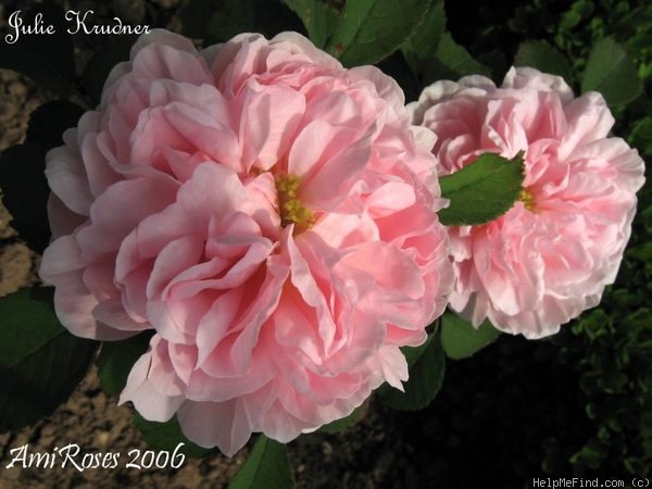 'Julie de Krudner' rose photo