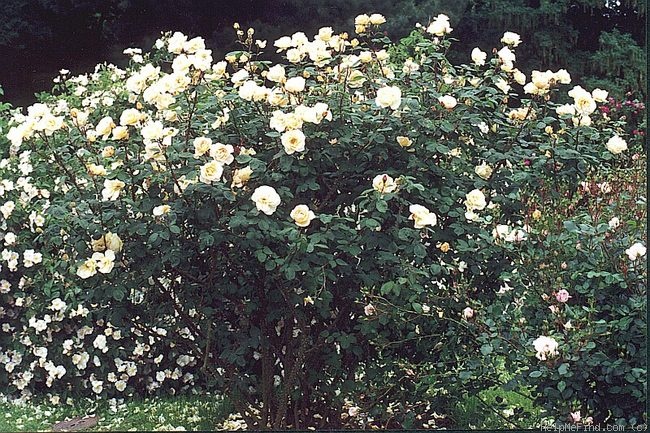 'Dr. Eckener' rose photo