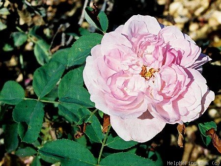 'Mrs. F. W. Sanford' rose photo