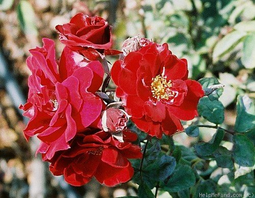 'Münchener Fasching' rose photo
