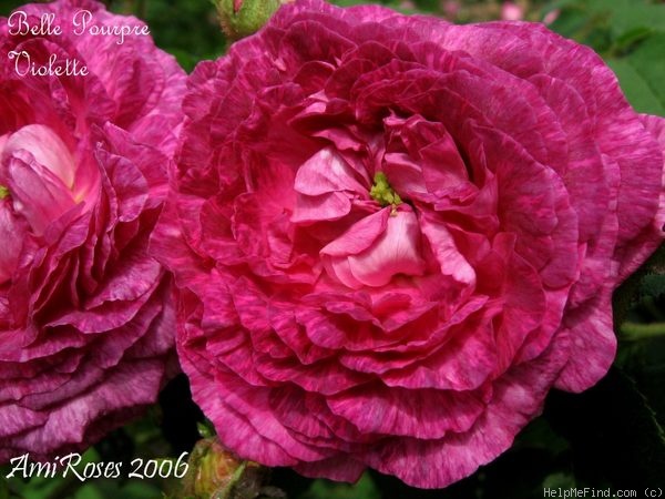'Belle Pourpre Violette' rose photo