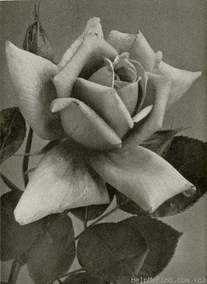 'William F. Dreer (pernetiana, Howard & Smith, 1920)' rose photo