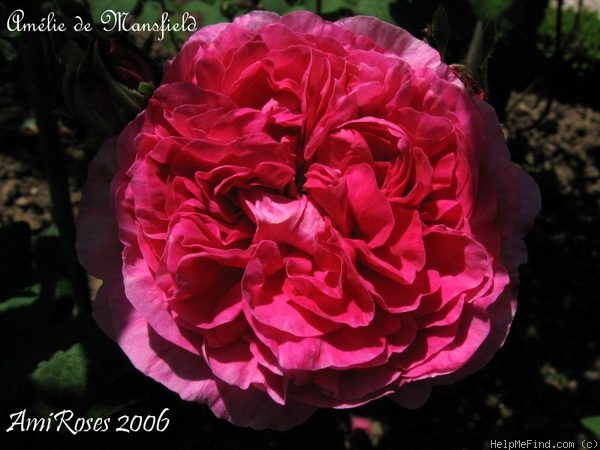 'Amélie Mansfield' rose photo