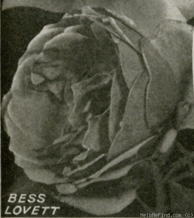 'Bess Lovett' rose photo