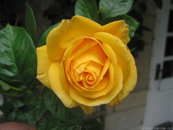 'Arthur Bell, Cl.' rose photo