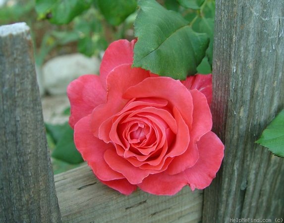 'Maggie Barry' rose photo