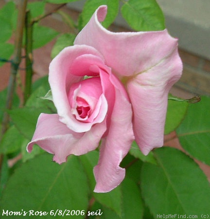'Mom's Rose' rose photo