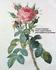 La Moderne rose photo