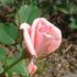 Beauty Queen rose photo