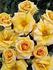 Conquest rose photo