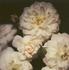 Cottontail rose photo