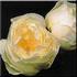 Cyril Fletcher rose photo