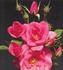 Del Mar Fair rose photo