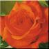 Bing Crosby rose photo