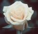 Brook Song rose photo