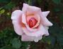 JACbrant rose photo