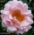 Thelma rose photo