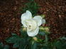 Fragrant Wave ™ rose photo