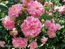 Petit Louis rose photo