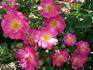 Île de France rose photo