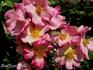 Fatinitza rose photo