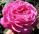 Mademoiselle Claire Truffaut rose photo