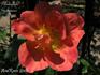 Rhodophile Gravereaux rose photo
