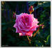 Rosa De Kring rose photo