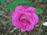 Harlequin ™ rose photo