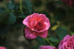 Happy Talk rose photo