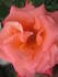 John-Paul II rose photo