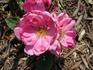 Do-Si-Do rose photo