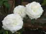 Victorian Lace rose photo