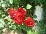 Dynamite ™ rose photo