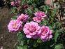 Simply Marvelous! ™ rose photo