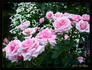 Rosa De Kring rose photo