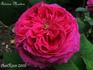 Antoine Mouton rose photo