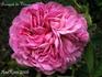 Bouquet de Vénus rose photo