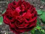 Eclaireur rose photo
