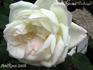 Edmond Deshayes rose photo