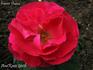 Ernest Prince rose photo