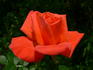 Malicorne ® rose photo