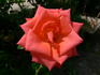 Malicorne ® rose photo