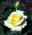 Katherine Loker rose photo
