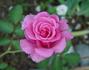Jean du Tilleux rose photo