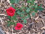 Ralph Moore ™ rose photo