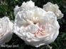 Juno rose photo